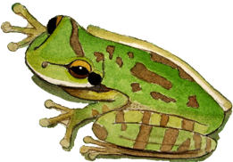 Frog illustration