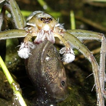 Frog research in Panama