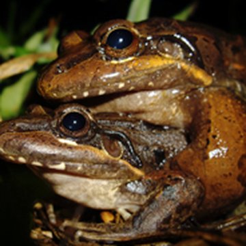Frog research in Panama