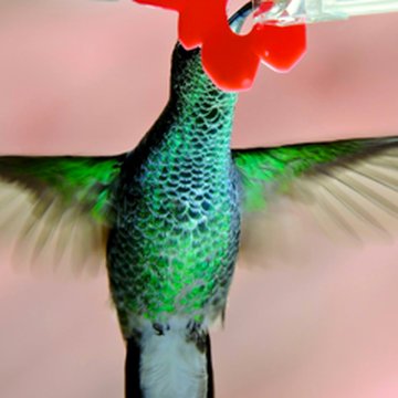 Hummingbird at Centro Colibrí Gorriazul