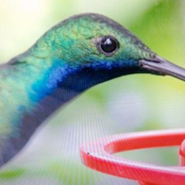 Hummingbird at Centro Colibrí Gorriazul