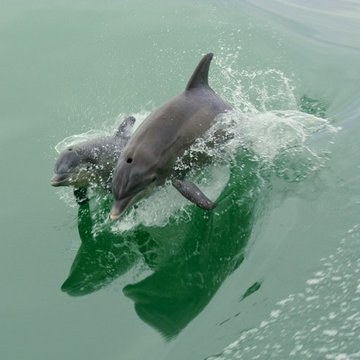 Bottlenose Dolphin mother and baby, Rockport, TX