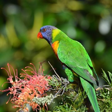 Rainbow Lorikeet, Sydney, Australia