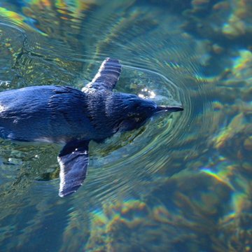 Little Penguin, Tasmania, Australia