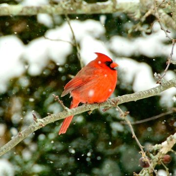 Northern Cardinal, Mansfield Center, CT