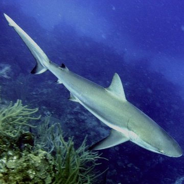 Caribbean Reef Shark, Isla Providencia, Colombia
