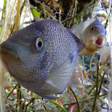 Texas Cichlid, Barksdale, TX