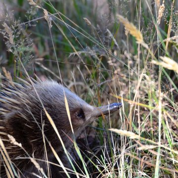 Echidna, Tasmania, Australia