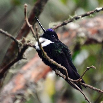 Collared Inca, Alban, Colombia
