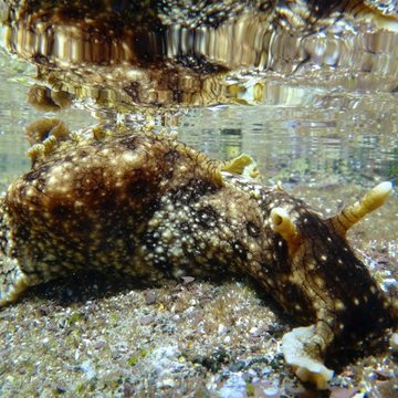 Spotted Sea Hare, Long Reef, NSW, Australia