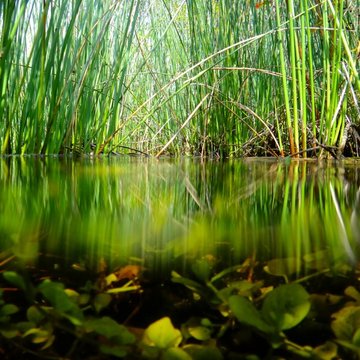 Madison Lane Wetlands, Hamilton, NY