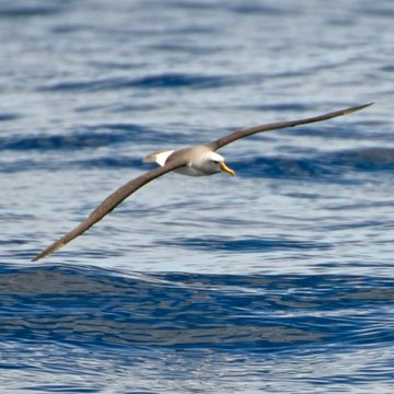 Buller’s Albatross, Tasmania, Australia