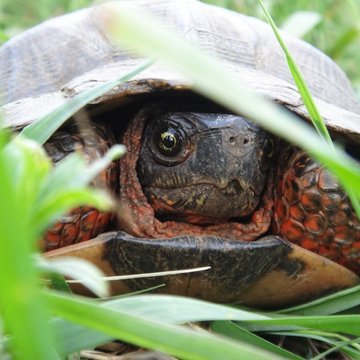 Wood Turtle, Storrs, CT