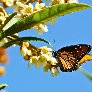 Monarch, San Antonio, TX