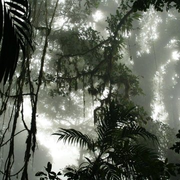 Cloud Forest, Chucanti, Panama