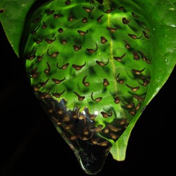 Glass Frog eggs, Pipeline Rd, Panama