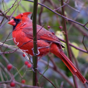 Northern Cardinal, Coventry, CT