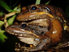 Mating frogs